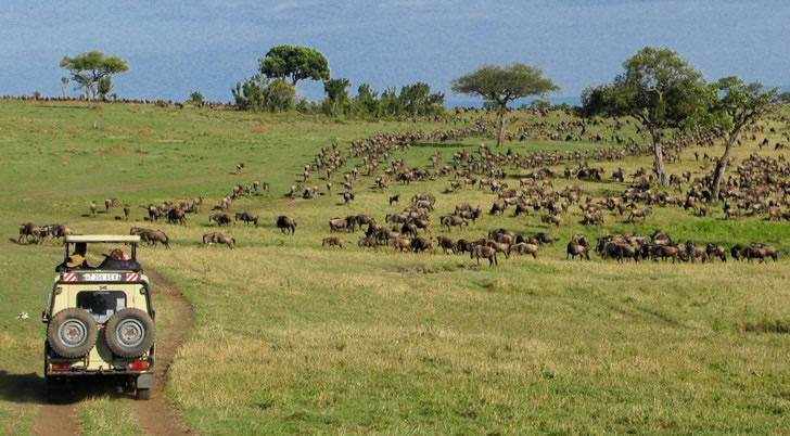 Wildlife Luxury Safari